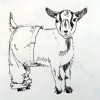 Goat Britches